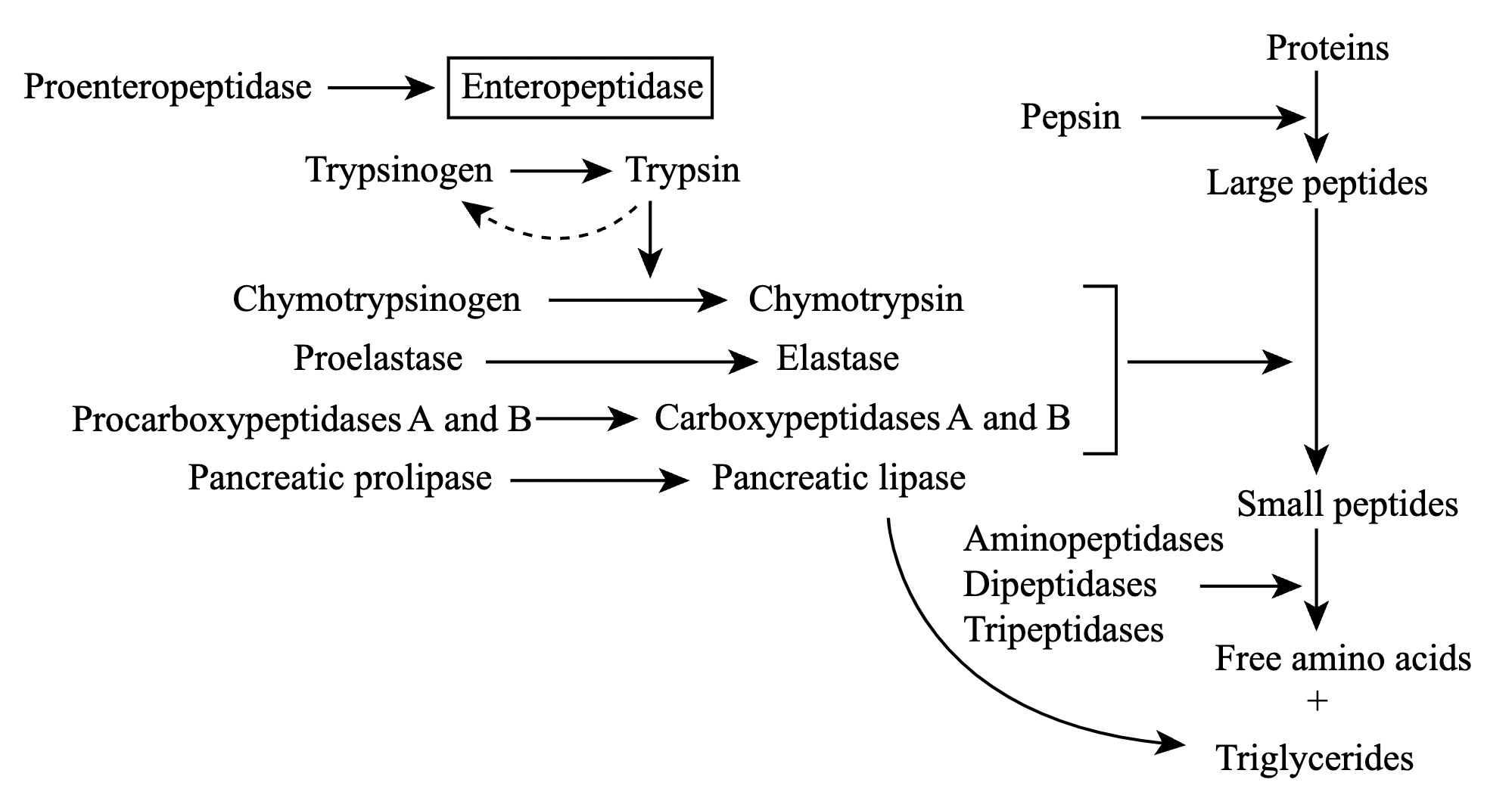 Photographic Film And Trypsin At Lynn Craig Blog